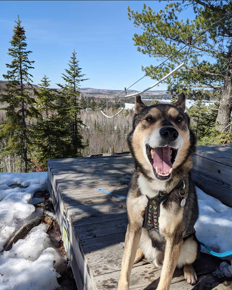 dog sitting outside with a view behind