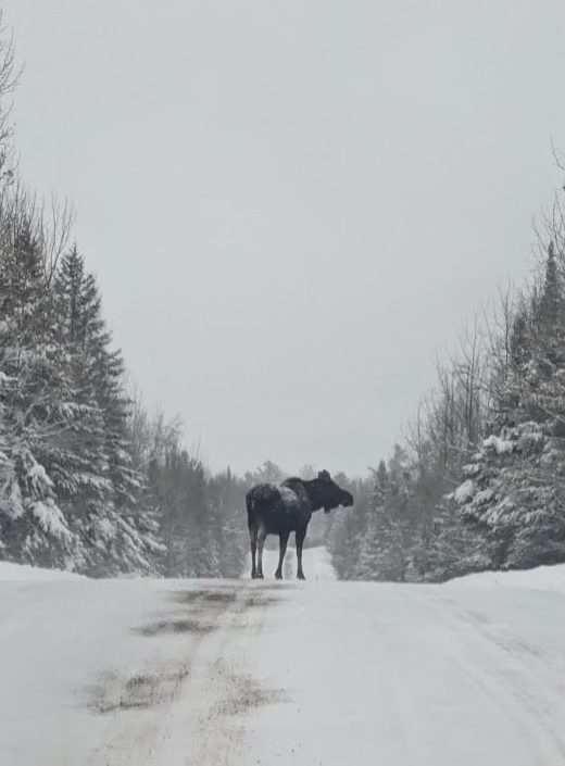 Moose in the middle of a snow covered road with trees on both sides